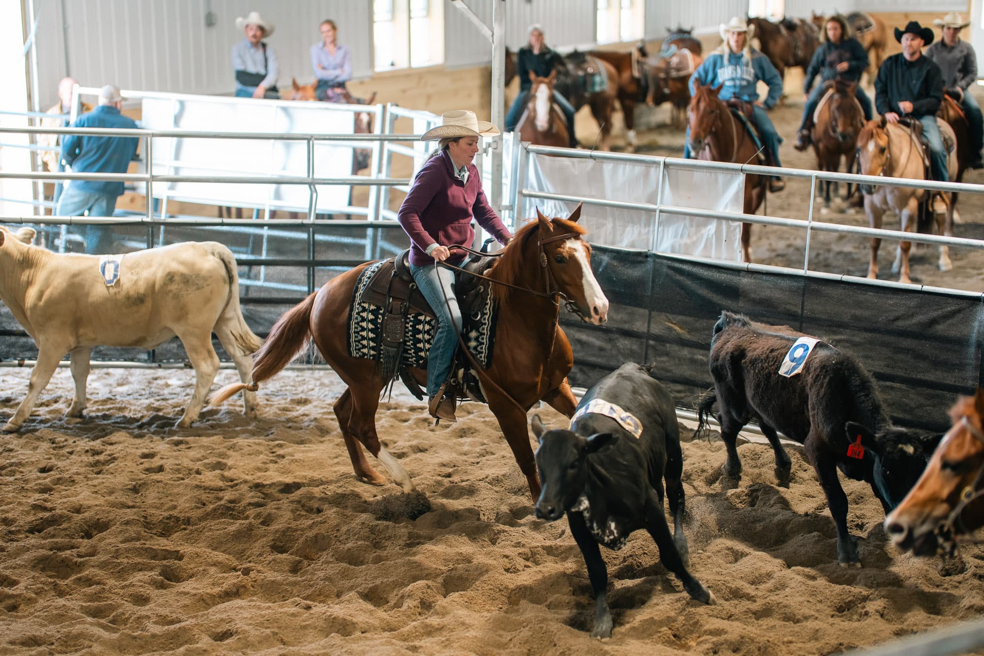 Ranch sorting and cattle action at Double L Ranch
