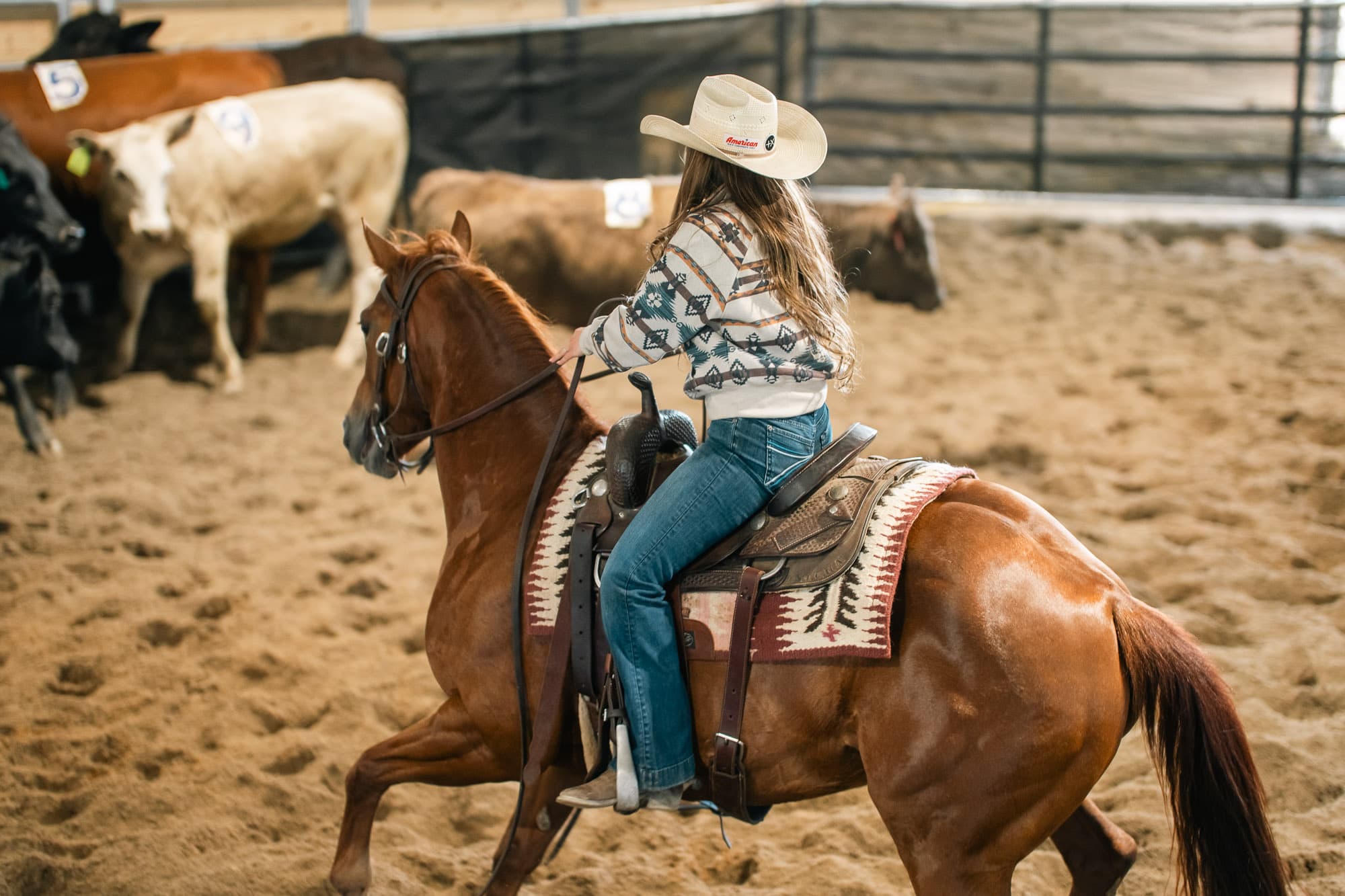 Arena cattle work